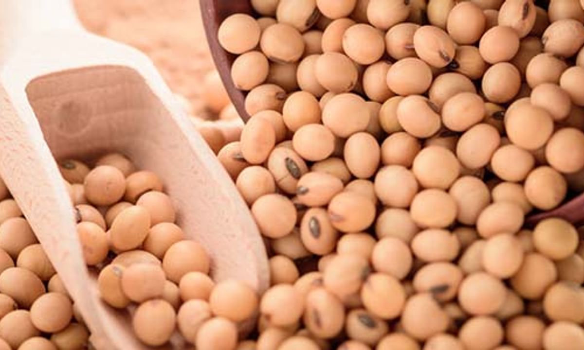 Benefits of Soybean And Its Side Effects | Lybrate