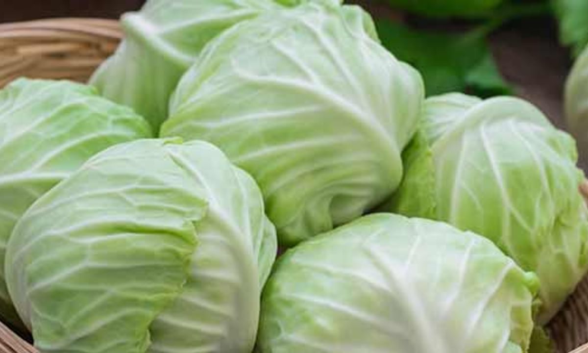 Benefits of Cabbage And Its Side Effects | Lybrate