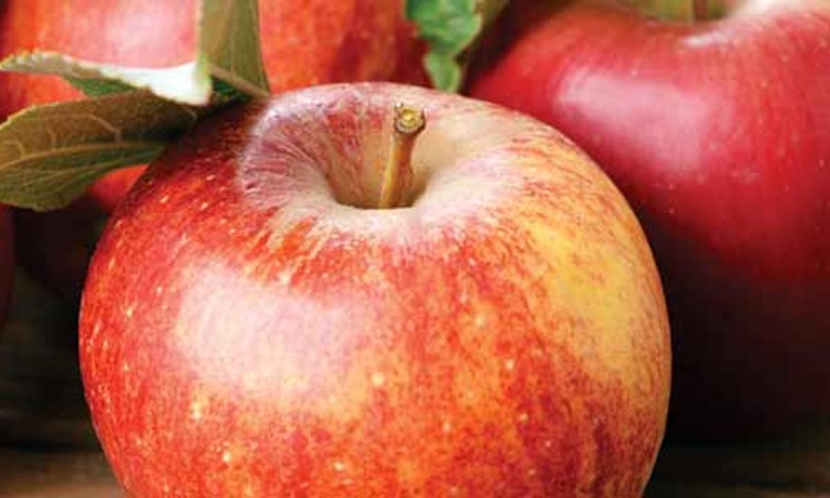 Benefits of Apple And Its Side Effects | Lybrate