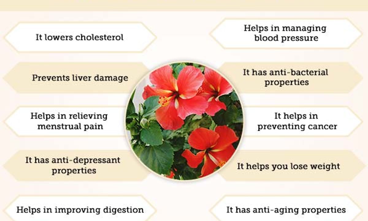 Hibiscus Benefits And Its Side Effects Lybrate