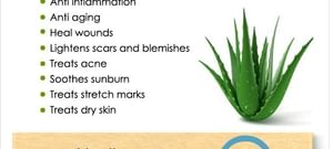 Benefits Of Aloe Vera And Its Side Effects Lybrate