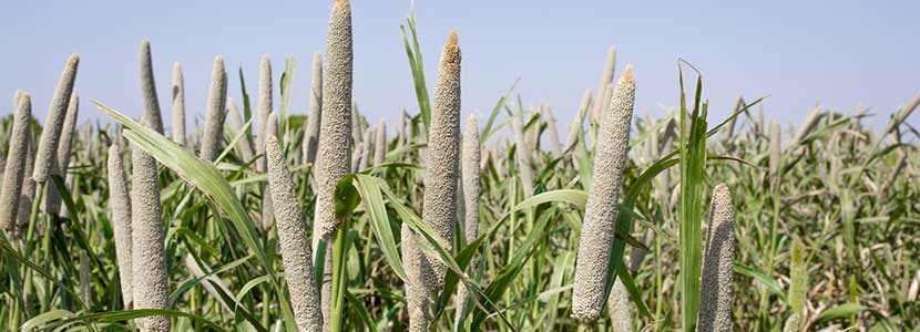 bajra millet benefits and its side effects lybrate bajra millet benefits and its side