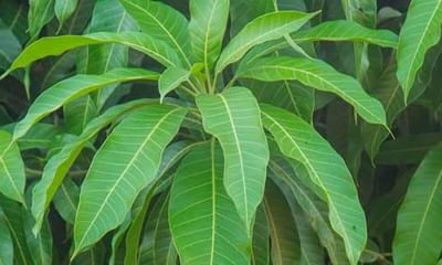 Image result for mango leaf powder