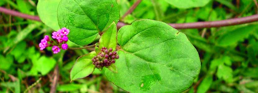 Punarnava Benefits And Its Side Effects Lybrate Punarnava leaf and ark powder has high nutritional content, which is why it has been identified for its health benefits and used widely since ancient times.