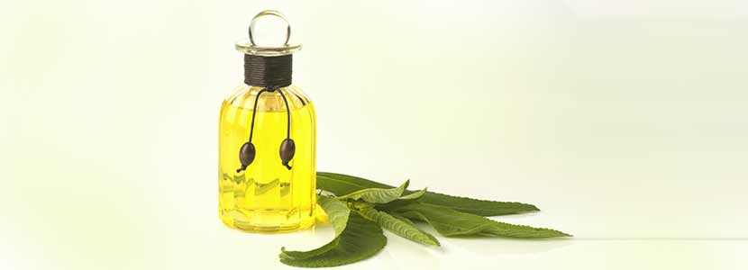 Bhringraj Oil Benefits And Its Side Effects Lybrate
