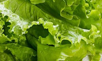Benefits Of Lettuce And Its Side Effects Lybrate