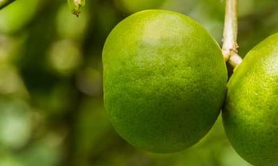 Sweet Lime Mosambi Fruit Juice Benefits Lybrate