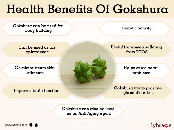 Gokshura Benefits Uses And Its Side Effects Lybrate