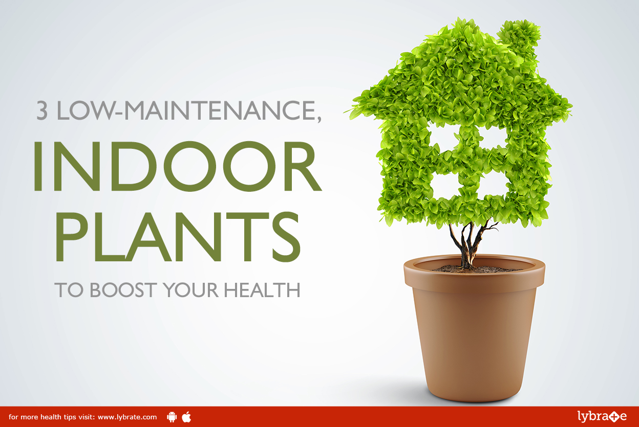 3 Low Maintenance Indoor Plants To Boost Your Health By Dr Robin 3 Low Maintenance Indoor Plants To Boost Your Health