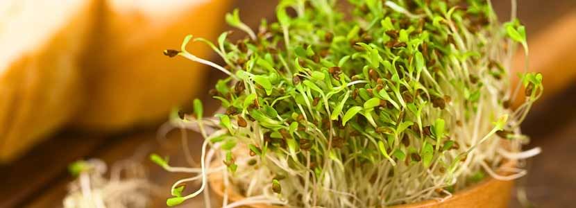 Benefits of Alfalfa And Its Side Effects