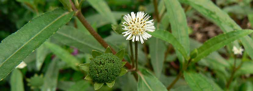 Bhringraj Benefits And Its Side Effects Lybrate
