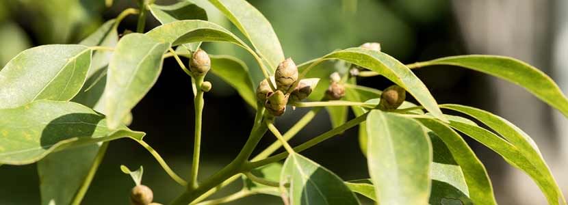 Benefits Of Camphor Oil And Its Side Effects Lybrate