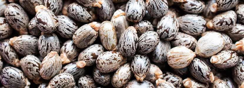 Health Benefits of Castor Seed And Its Side Effects