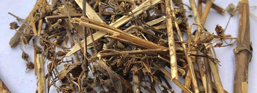 चिराता के लाभ और इसके दुष्प्रभाव | Chirata (Swertia Chirata) Benefits in Hindi