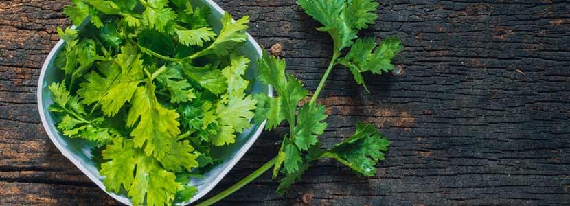 Benefits Of Coriander And Its Side Effects Lybrate
