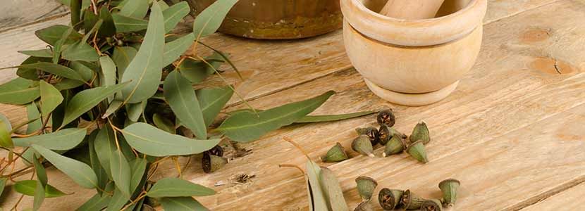 Benefits Of Eucalyptus Oil And Its Side Effects Lybrate