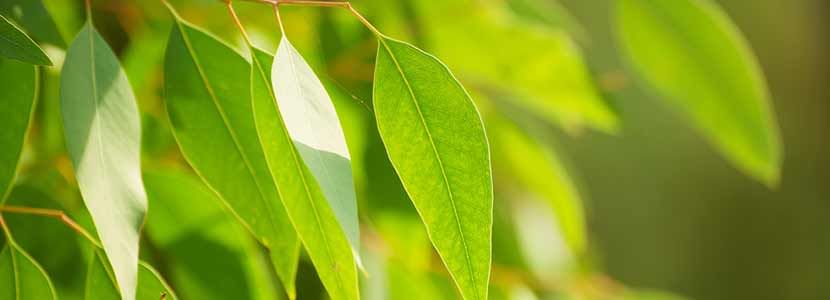 Benefits Of Eucalyptus And Its Side Effects Lybrate