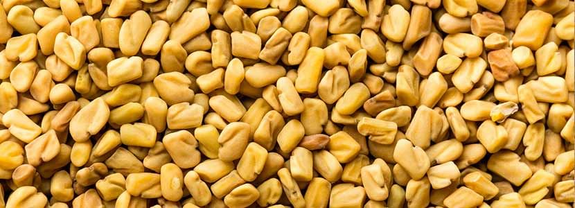 Fenugreek Benefits And Its Side Effects Lybrate