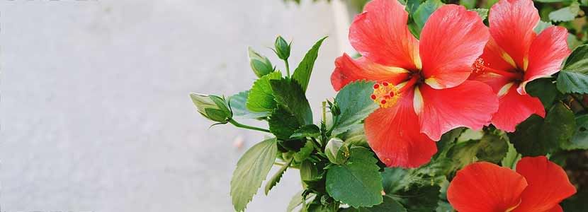 Hibiscus Benefits And Its Side Effects | Lybrate