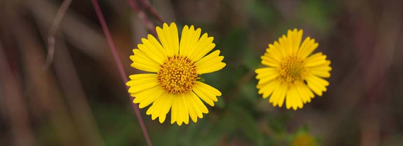 नाइजर बीज (रामतिल बीज) के तेल के फायदे और इसके दुष्प्रभाव | Niger Seed Oil Benefits in Hindi
