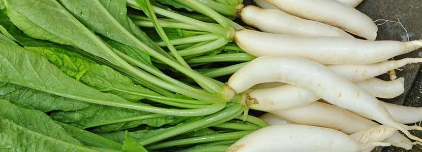 Radish Leaves Benefits And Its Side Effects | Lybrate