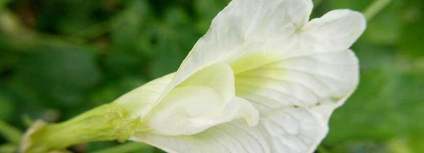 शंखपुष्पी के लाभ और इसके दुष्प्रभाव | Shankhpushpi Benefits in Hindi