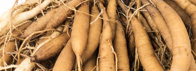 शतावरी के फायदे और इसके दुष्प्रभाव | Shatavari Benefits in Hindi