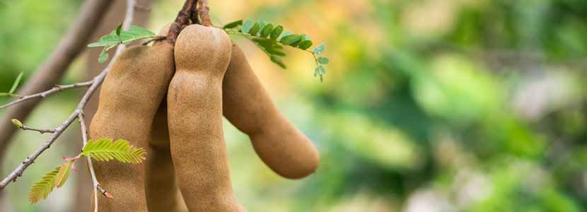 Health Benefits of Tamarind And Its Side Effects