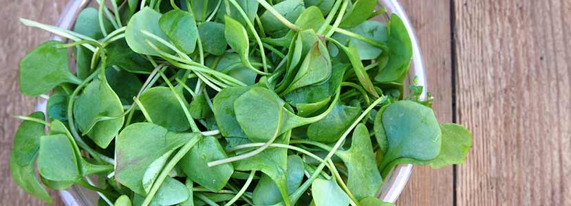 जलकुंभी के फायदे और इसके दुष्प्रभाव  | Benefits of Watercress in Hindi