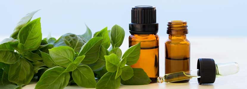 Basil Oil Benefits And Its Side Effects | Lybrate