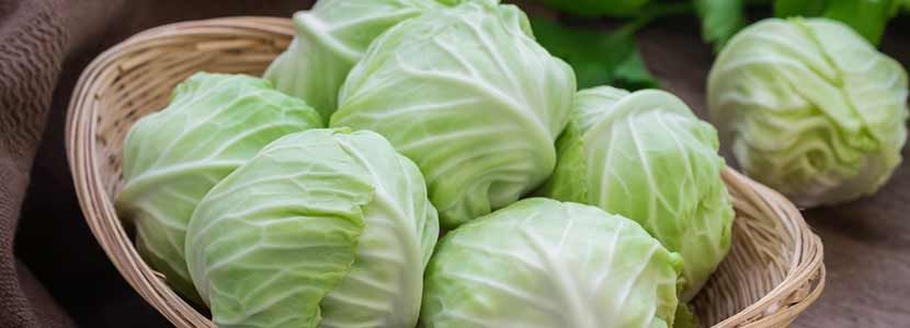 Respiratory Health Improves With Cabbage