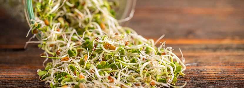 Benefits of Sprouts And Its Side Effects
