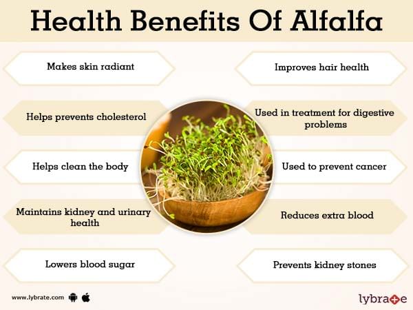 Alfalfa Benefits And Its Side Effects | Lybrate