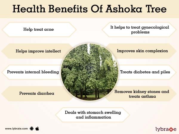 Ashoka Tree Uses Benefits And Its Side Effects Lybrate