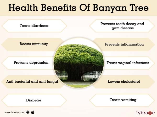Chinese Banyan Tree Benefits