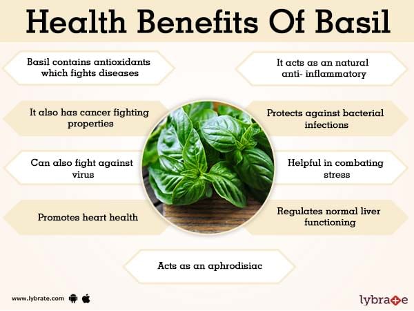 Basil Benefits And Its Side Effects | Lybrate