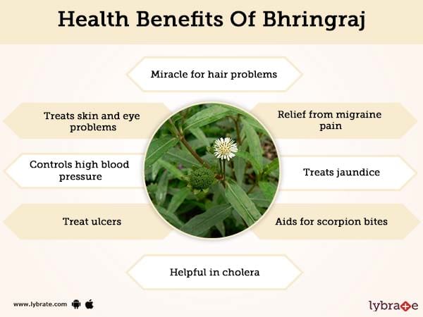 image of bhringaraj and its benefits