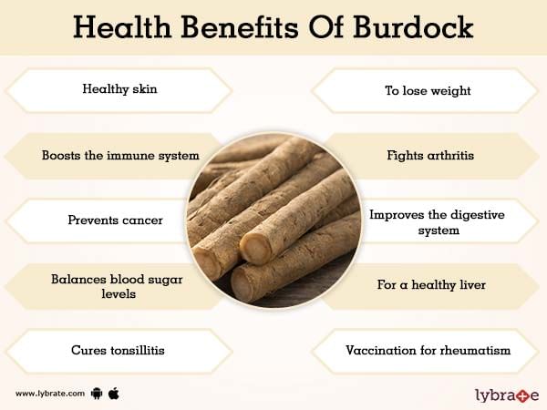 Benefits of Burdock And Its Side Effects | Lybrate