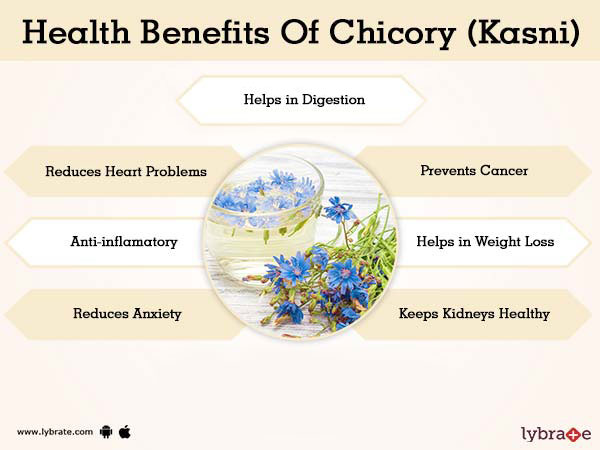 Kasni Plant Benefits In Hindi Dinomarkon1