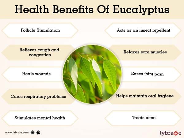 Eucalyptus leaves tea benefits