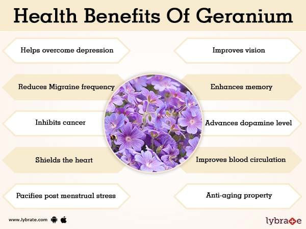 Benefits Of Geranium Oil And Its Side Effects Lybrate
