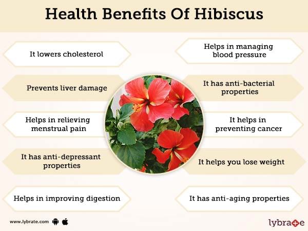Hibiscus Benefits And Its Side Effects Lybrate hibiscus benefits and its side effects