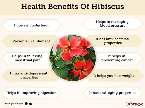 Hibiscus Benefits And Its Side Effects Lybrate