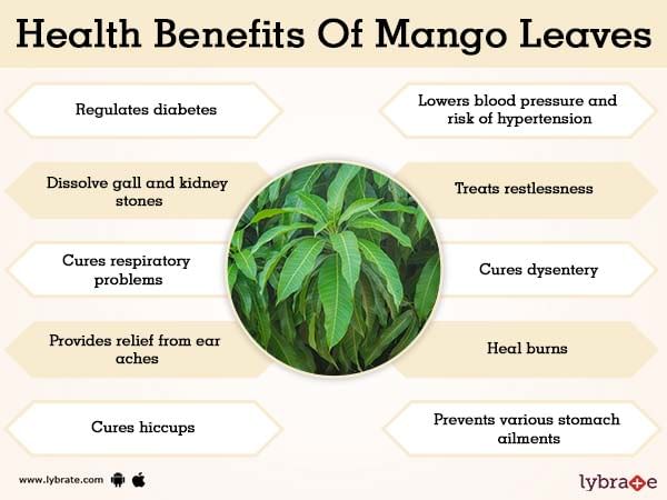 Mango Leaves Benefits And Its Side Effects Lybrate