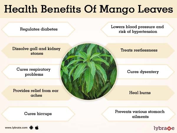 mango-leaves-benefits-and-its-side-effects-lybrate