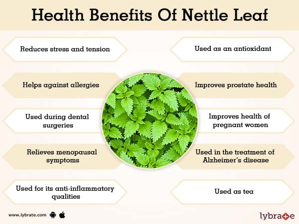 Stinging Nettle: 5 Benefits, Dosage, & Safety