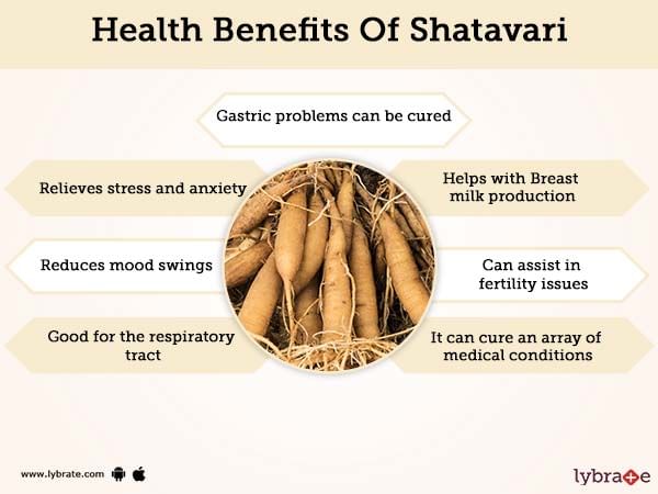 Churna in shatavari hindi benefits for men Shatavari Benefits