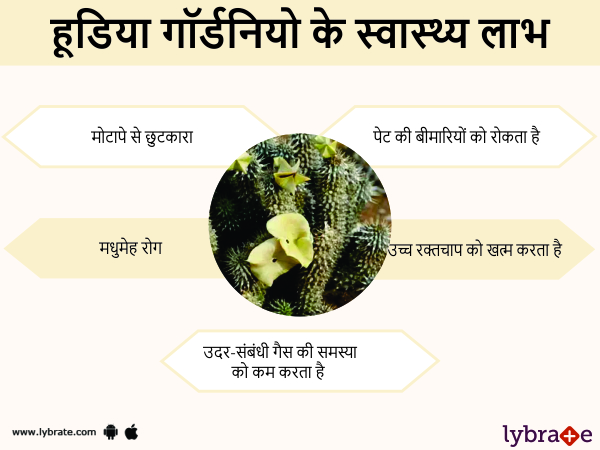 हूडिया गोर्डोनी के स्वास्थ लाभ 