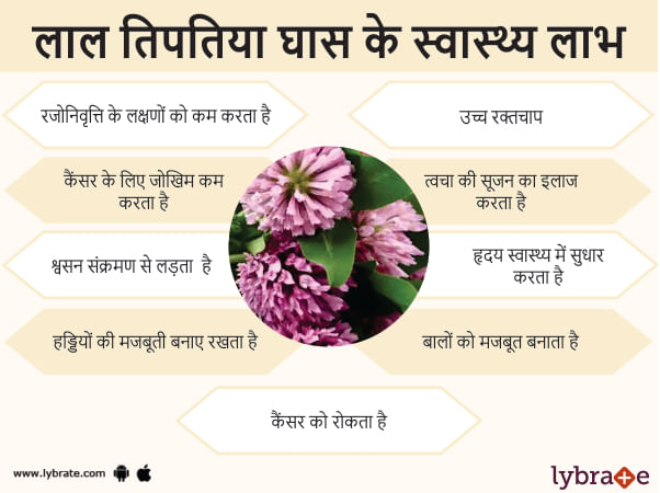 benefits-of-red-clover-in-hindi