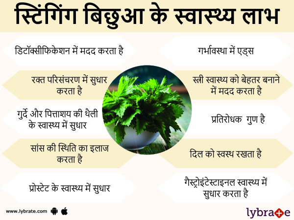 Benefits Of Stinging Nettle And Its Side Effects Lybrate